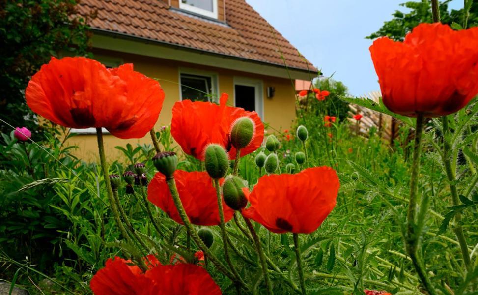 Ferienwohnung In Der Uckermark Am Oberuckersee Ot Warnitz Εξωτερικό φωτογραφία